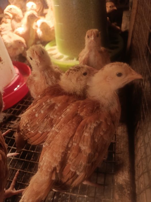 Kury nioski  czerwone