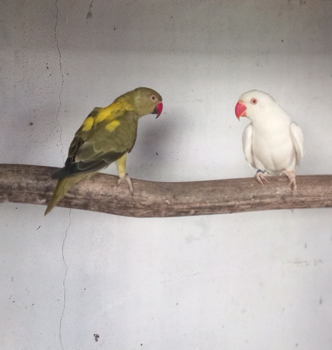 Ring necks V.  mutações