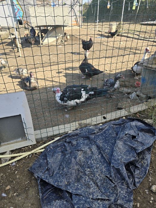 Ovos galados de pato mudo