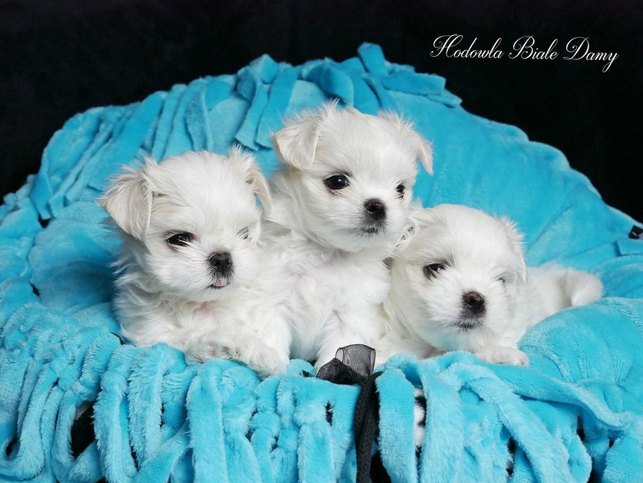 Maltańczyki Maltańczyk Samiec Piesek woj. Śląskie SHAMIR