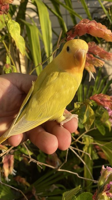 Agapornis domesticado