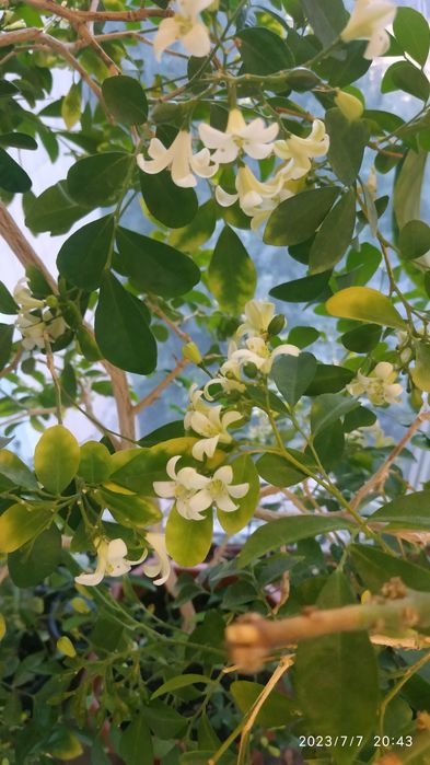 Мурайя метельчатая или апельсиновый жасмин