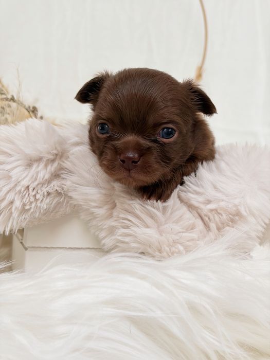 Chihuahua * czekoladowy * długowłosy