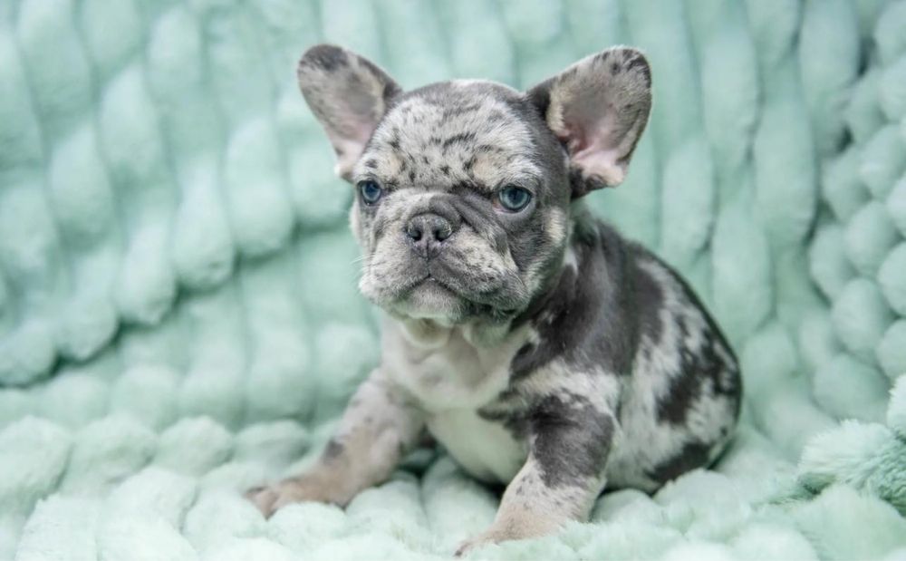 Bulldog Frances 2 meses