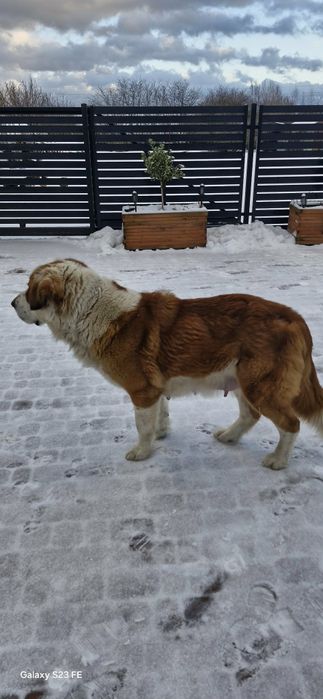 Owczarek Środkowoazjatycki