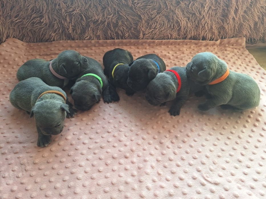 Szczeniaki buldog