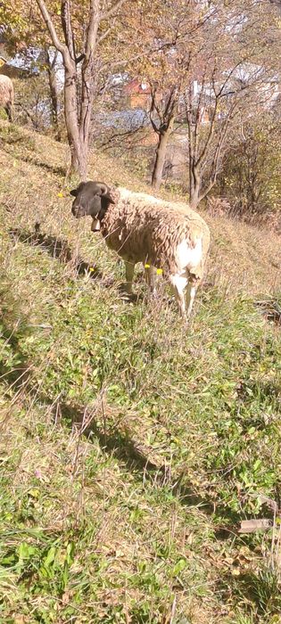 Продам барана дорпер