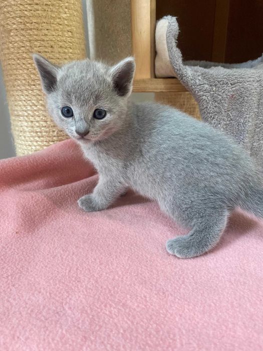 Kotka Rosyjska Niebieska FPL