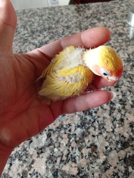Bebés roseicollis para  acabar de criar á mão
