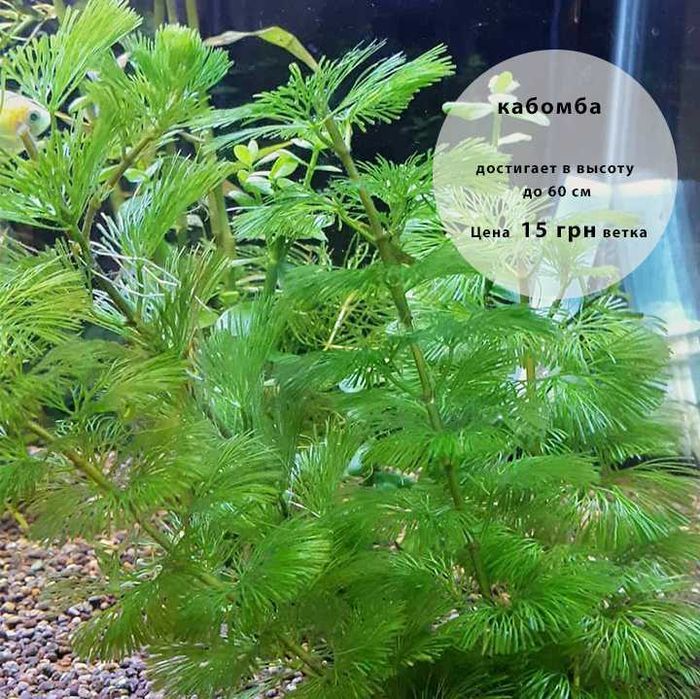 Аквариумные растения по доступным ценам