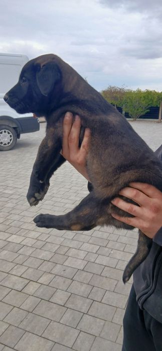 Owczarek Belgijski Malinois Piesek
