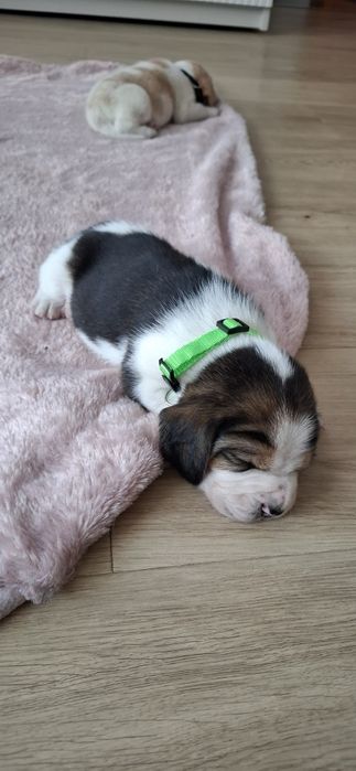 Szczeniaczki Beagle