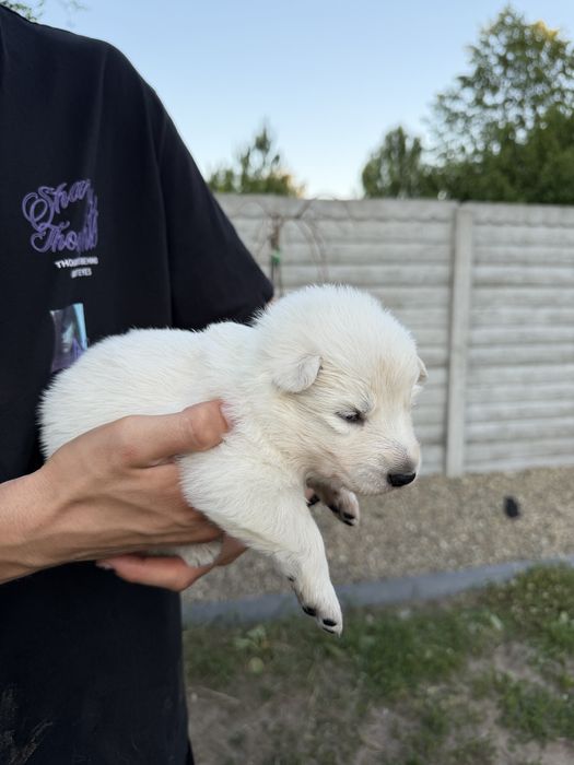Біла швейцарська вівчарка цуценята