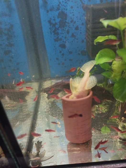 Glonojady tarlaki jasne i ciemne