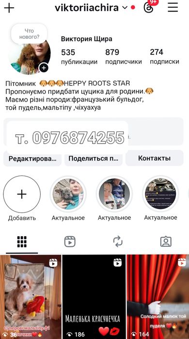 Мальчик чихуахуа, шоколад .