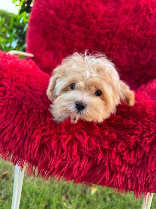 Мальтипу ф1 и ф2 разного окраса, есть девочки и мальчики