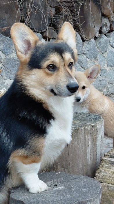 Підросший хлопчик пемброк розплідник