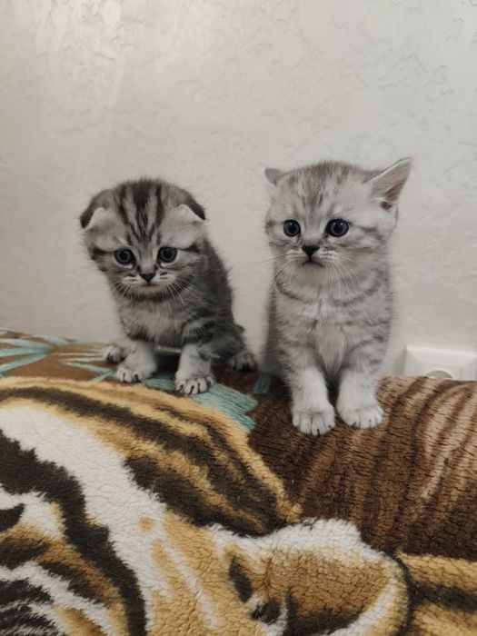 Шотландські кошенята