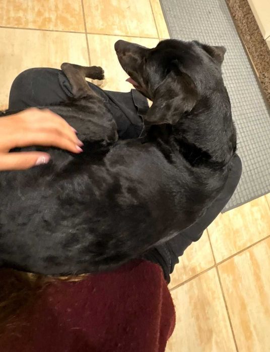 Pet sitting- Alverca do Ribatejo