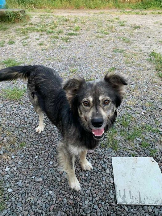 пес що прийшов до нас