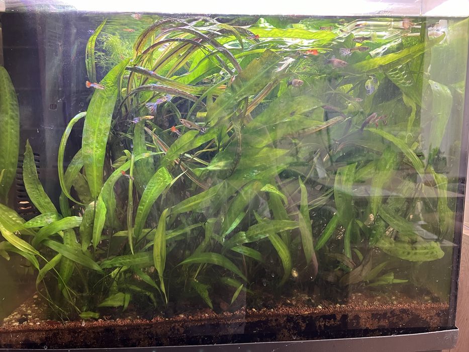 Акваріумні рослини та рибки, креветки, хелени