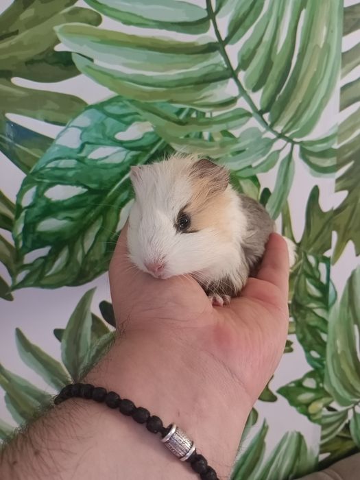 Морскиє свинки,морськая свинка,морські свинки,свинка морська хлопчик