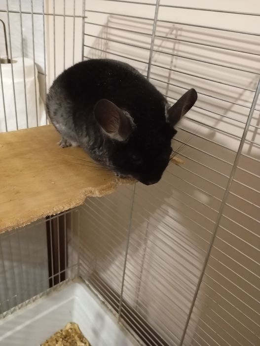 Szynszyle w dobre ręce