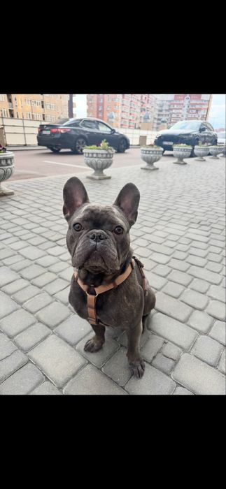 Вязка французский бульдог