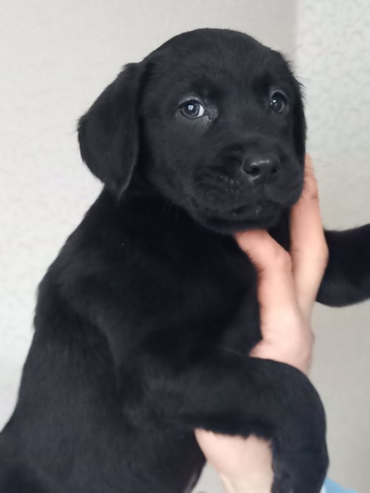 Цуценята лабрадори