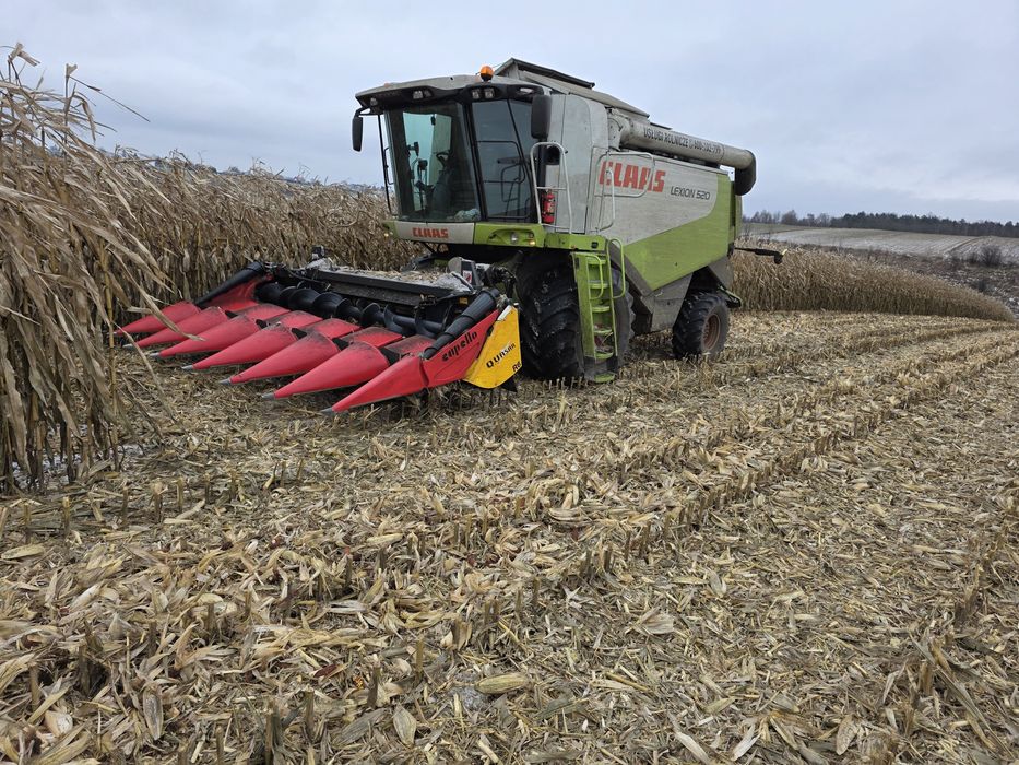 Skup KUKURYDZY ZBOŻA  Koszenie  z odbiorem z pola  class lexion 4X4