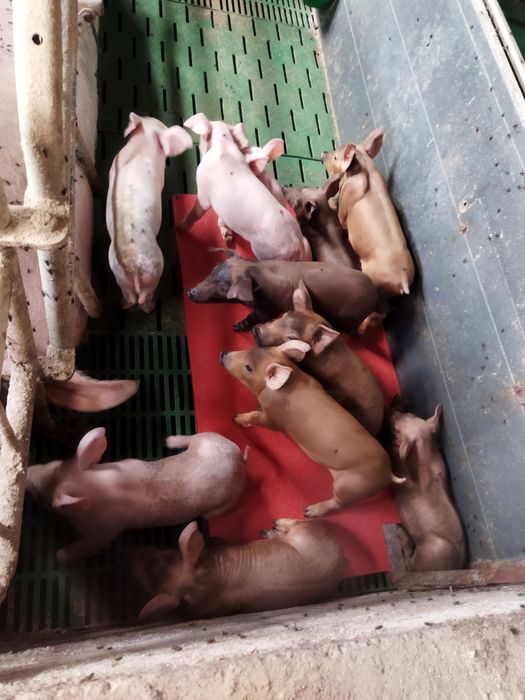 Запліднені свиноматки