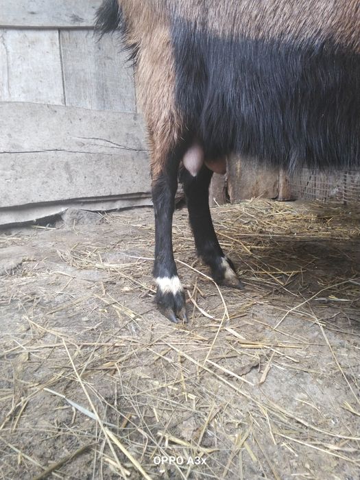 Продам дійну козу