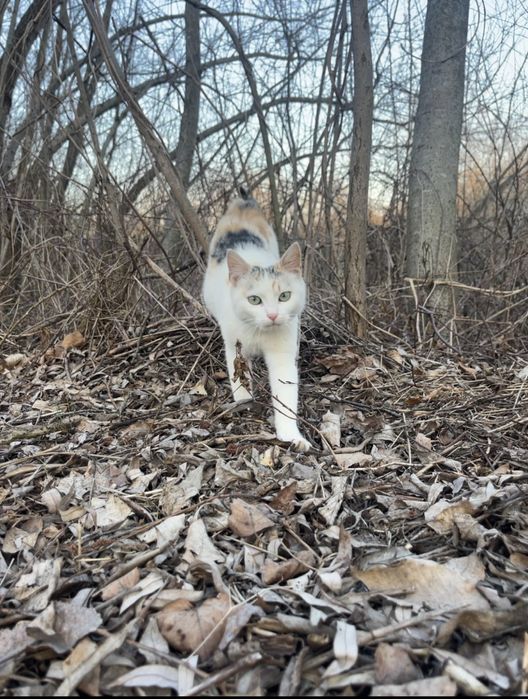 Котики безкоштовно