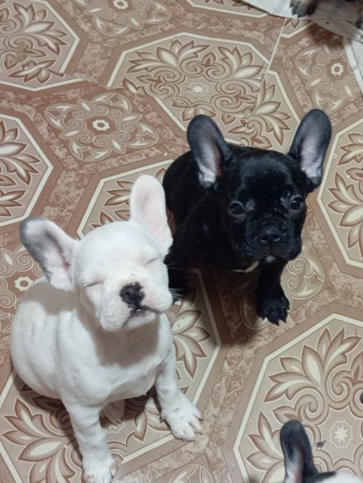 Щенки Французький булодог