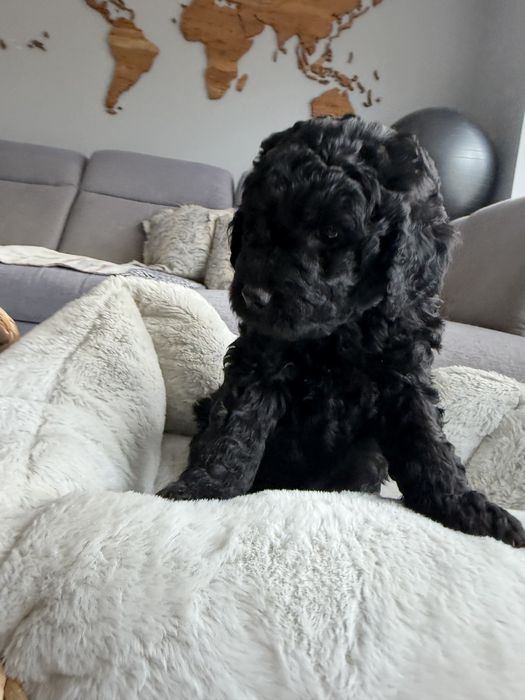 Śliczna suczka GOLDENDOODLE (mocny skręt)