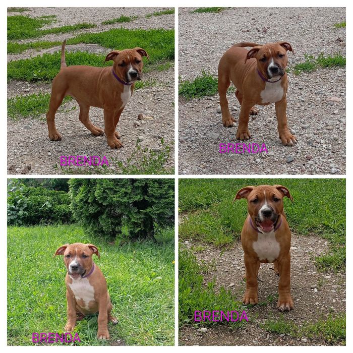 American Staffordshire Terrier