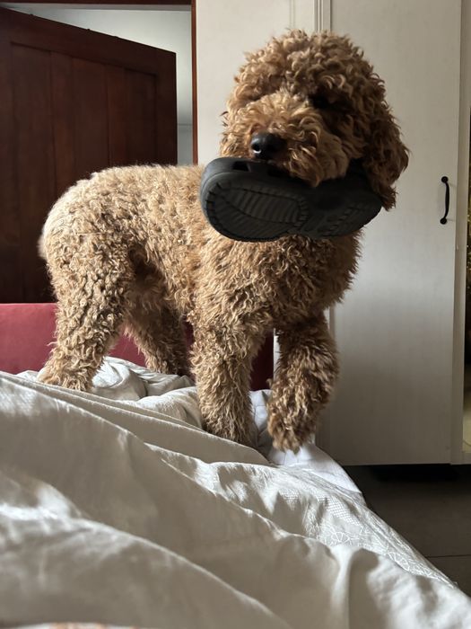 Goldendoodle F1 standard
