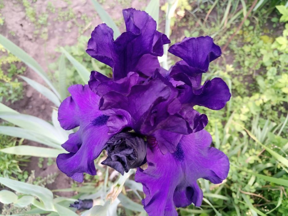 Садовые  многолетники, злаки