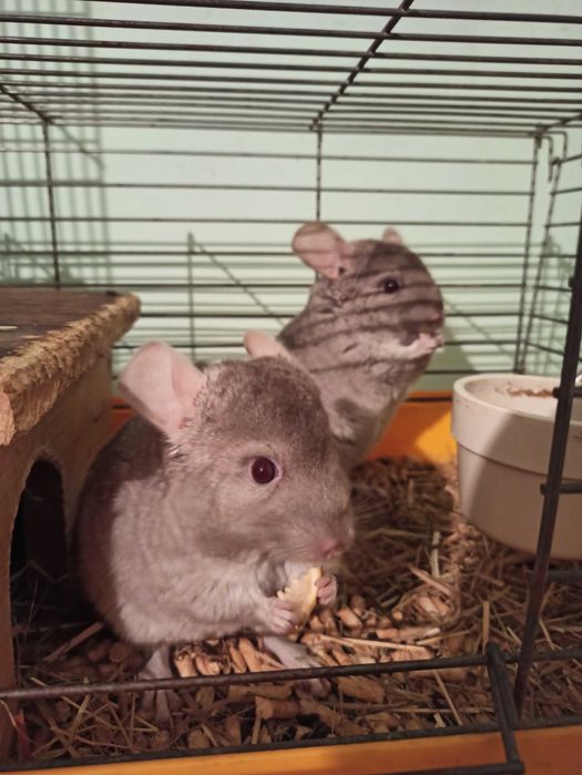 Sprzedam śliczne, młode dwie szynszylę!