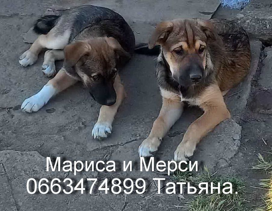 Неймовірни цуценя-полукровок шарпея.
