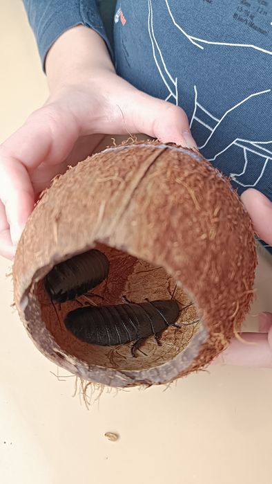 Мадагаскарські шиплячі таргани (таракани)