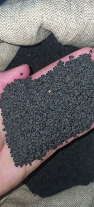 Семена /Насіння цибулі чернушка лук ціна договірна