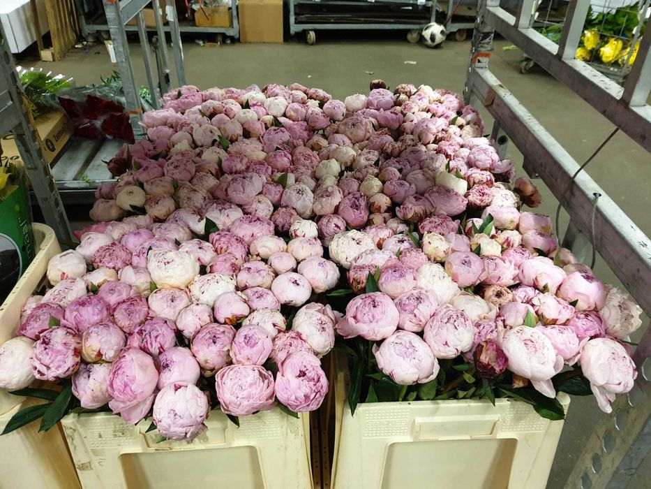 Розы пионы оптом и розницу голланские и украинские