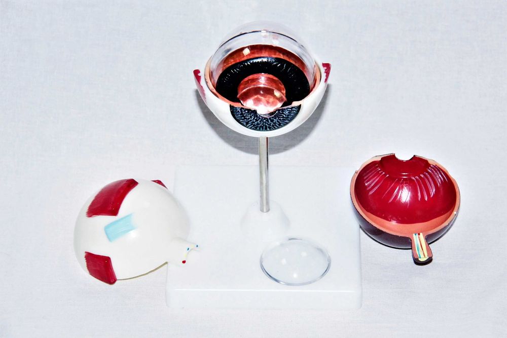 Модель будови ока/вуха людини