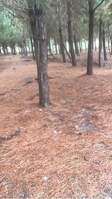 Terreno em matas de espite