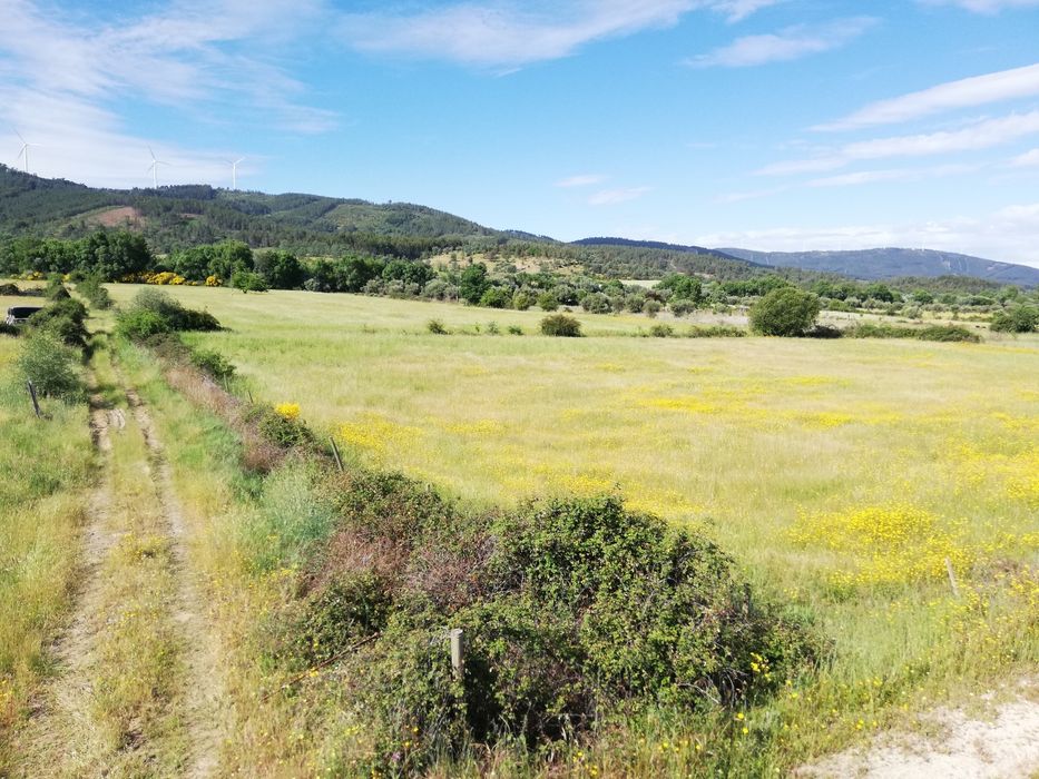 Quinta em Meimoa 9 ha