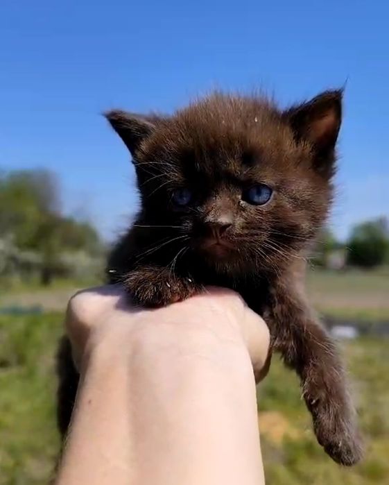 Шоколадный котик