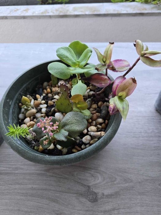 Suculentas  Catos  Sardinheiras  Aloe Vera ,Brincos de princesa e mais