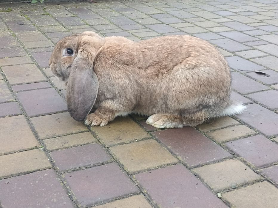 Кролі, кролики..