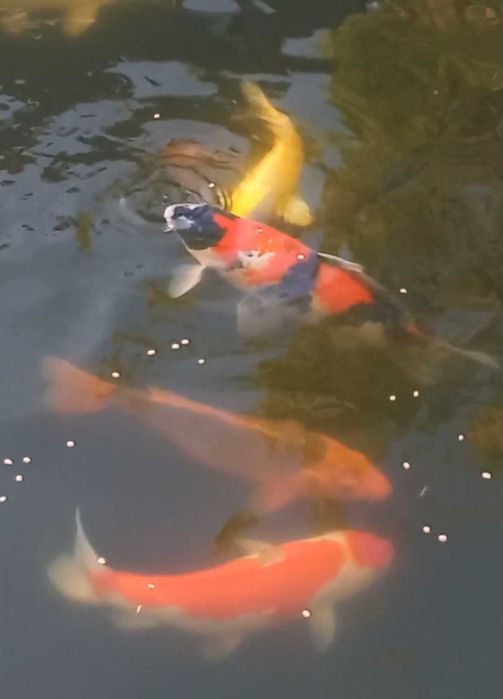 Karp koi oczko wodne staw